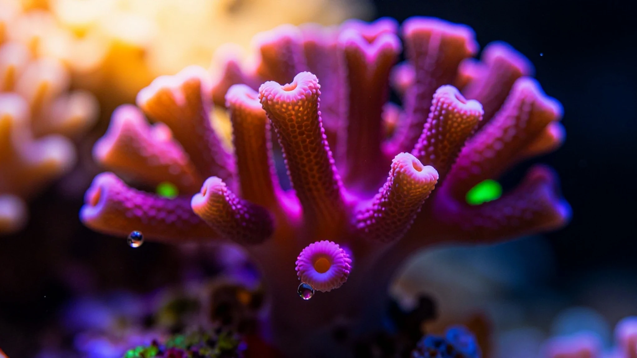 Bioluminescent Coral, Rising Effect 4K — 4K abstract background