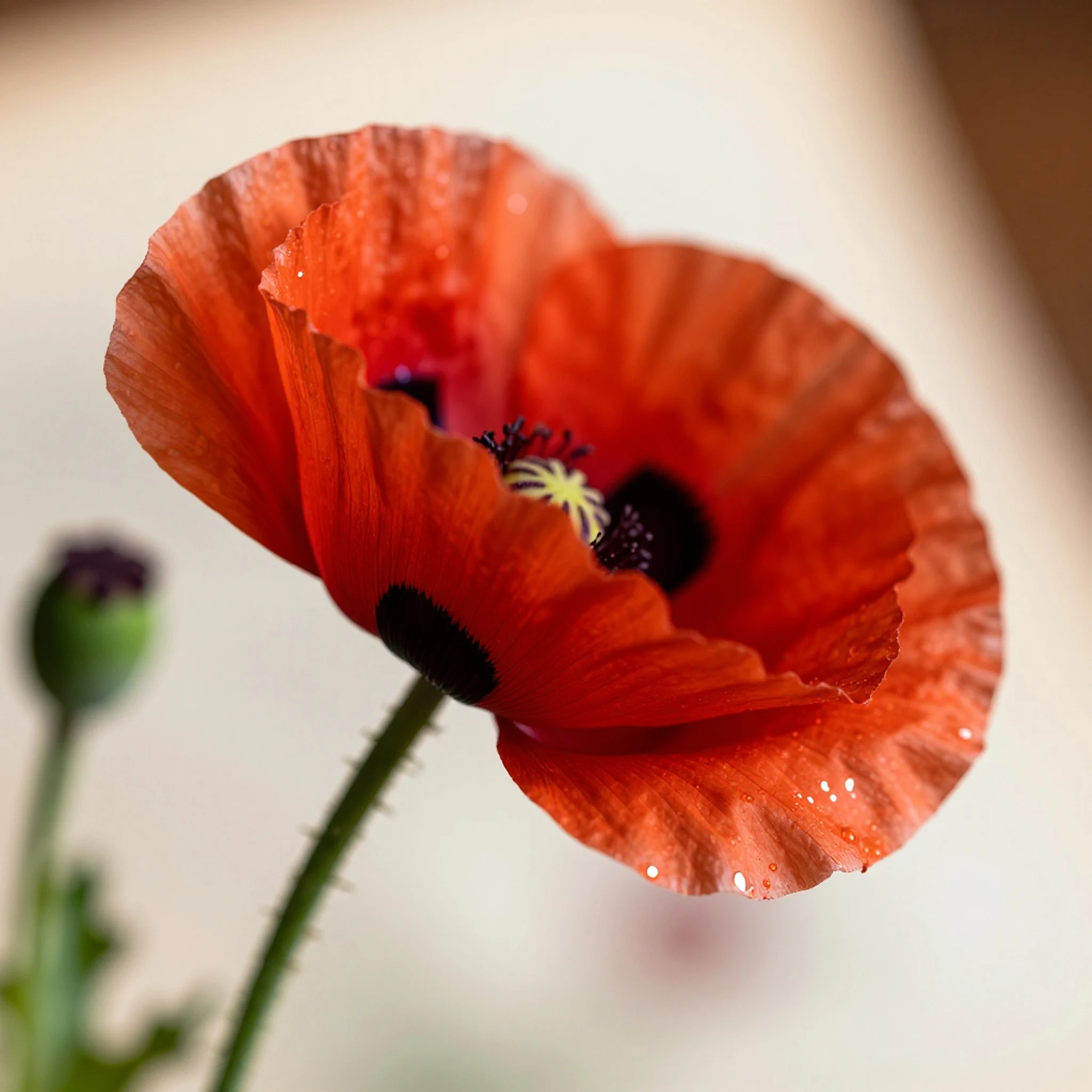 Crimson Poppy, 8K Photogrammetry Render — 4K abstract background
