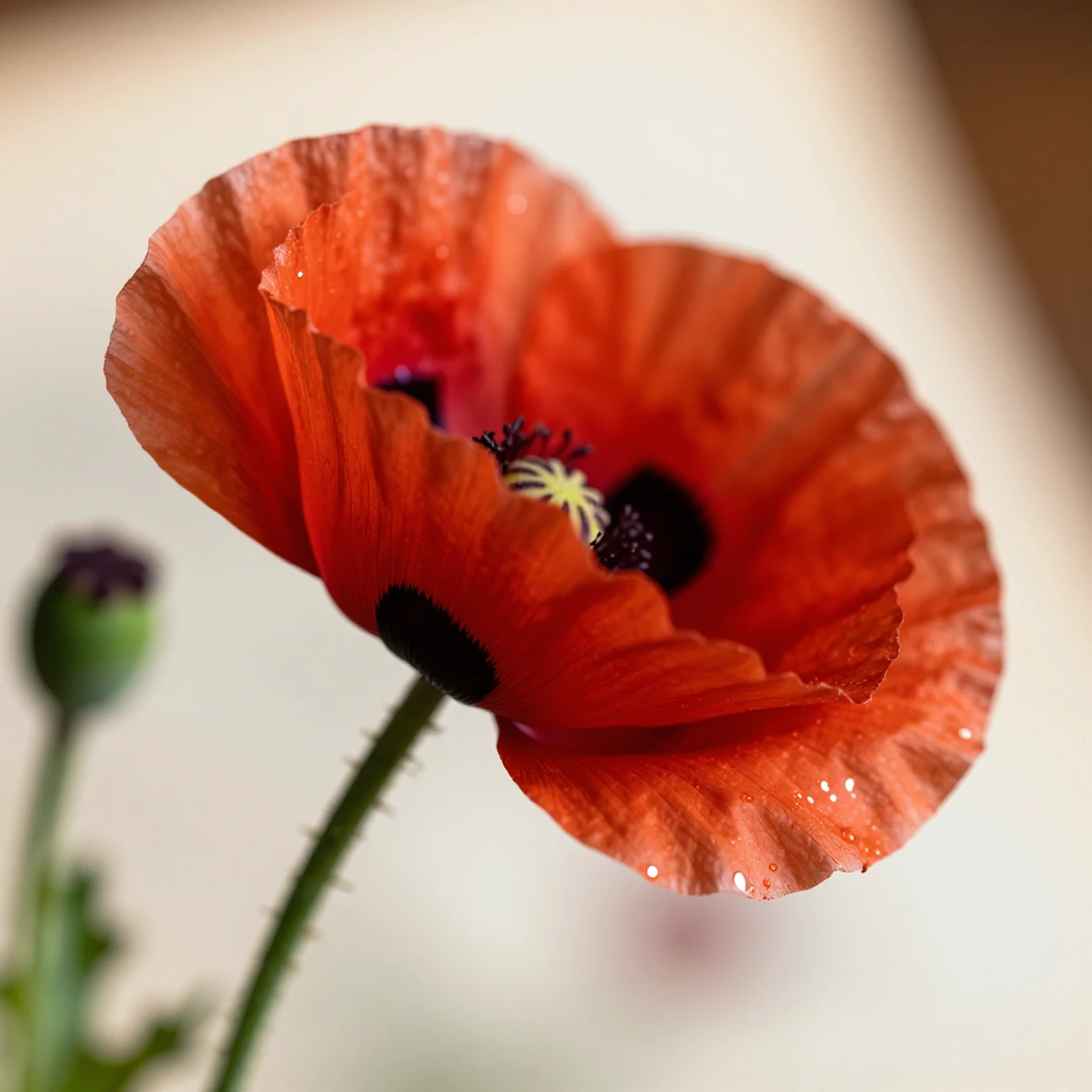 Crimson Poppy, 8K Photogrammetry Render — 4K abstract background